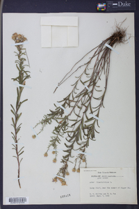 Ionactis linariifolia image