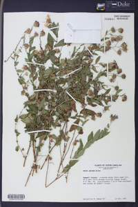 Symphyotrichum patens image