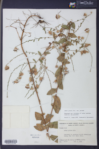 Symphyotrichum patens var. patens image