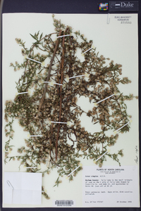 Symphyotrichum lanceolatum var. lanceolatum image