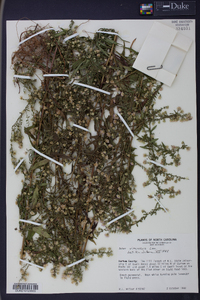 Symphyotrichum racemosum image