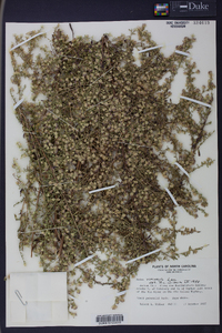 Symphyotrichum racemosum image