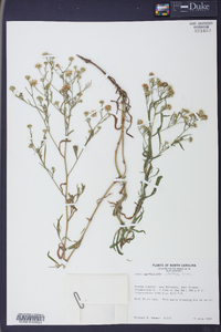 Symphyotrichum racemosum image