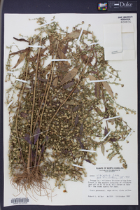 Symphyotrichum racemosum image