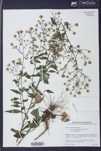 Symphyotrichum drummondii var. texanum image