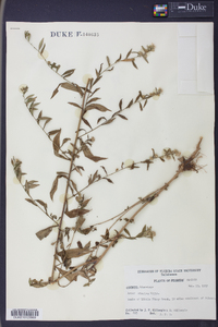 Symphyotrichum lanceolatum var. lanceolatum image