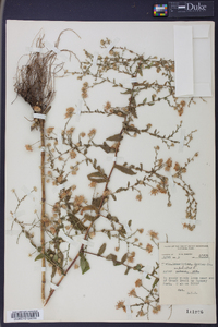 Symphyotrichum undulatum image