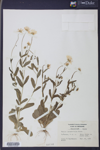 Bellis integrifolia image