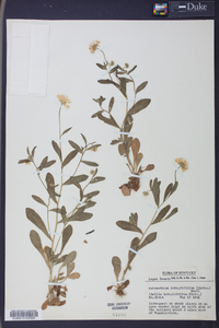 Bellis integrifolia image