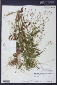 Boltonia caroliniana image