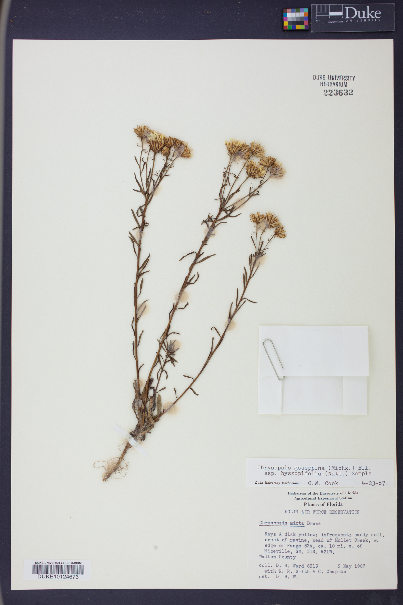 Chrysopsis gossypina subsp. hyssopifolia image