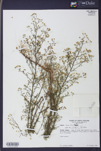 Conyza canadensis var. pusilla image