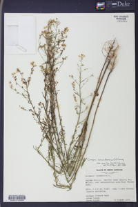 Conyza canadensis var. pusilla image