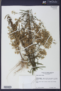 Conyza canadensis var. pusilla image