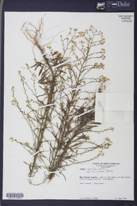 Conyza canadensis var. pusilla image