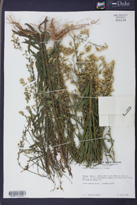 Conyza canadensis var. pusilla image