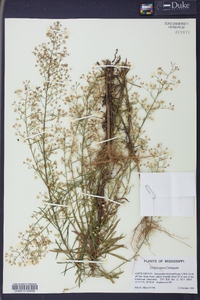 Conyza canadensis var. pusilla image