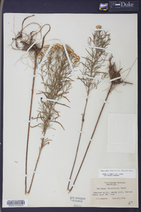 Euthamia tenuifolia image