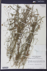 Croptilon divaricatum image