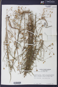 Croptilon divaricatum image