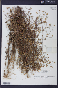 Croptilon divaricatum image