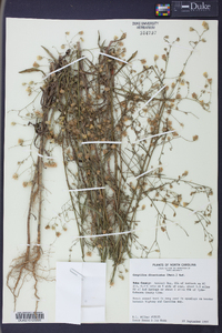 Croptilon divaricatum image