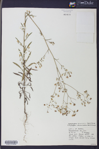 Croptilon divaricatum image