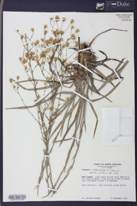 Pityopsis adenolepis image