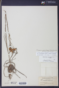 Pityopsis adenolepis image