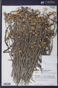 Pityopsis graminifolia image