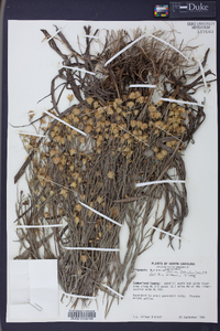Pityopsis graminifolia image