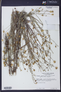 Pityopsis graminifolia image