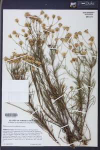 Pityopsis pinifolia image