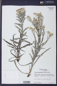 Pityopsis graminifolia image