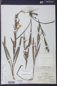 Pityopsis graminifolia image