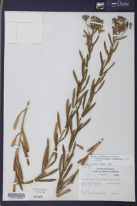 Sericocarpus linifolius image