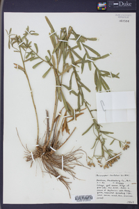 Sericocarpus linifolius image