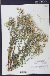 Sericocarpus tortifolius image