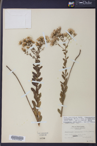 Sericocarpus tortifolius image