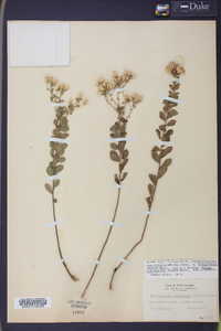 Sericocarpus tortifolius image
