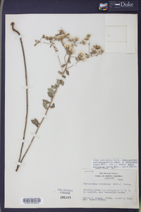 Sericocarpus tortifolius image