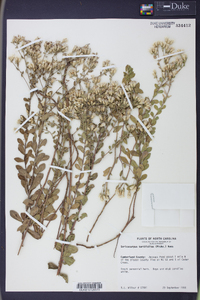 Sericocarpus tortifolius image