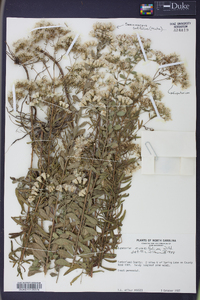 Sericocarpus tortifolius image