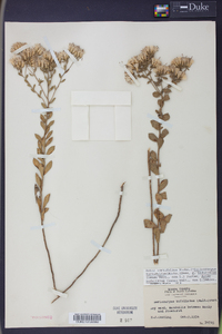 Sericocarpus tortifolius image