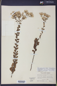 Sericocarpus tortifolius image