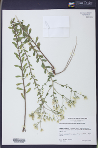 Sericocarpus tortifolius image