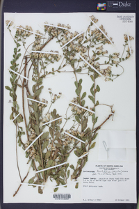 Sericocarpus tortifolius image