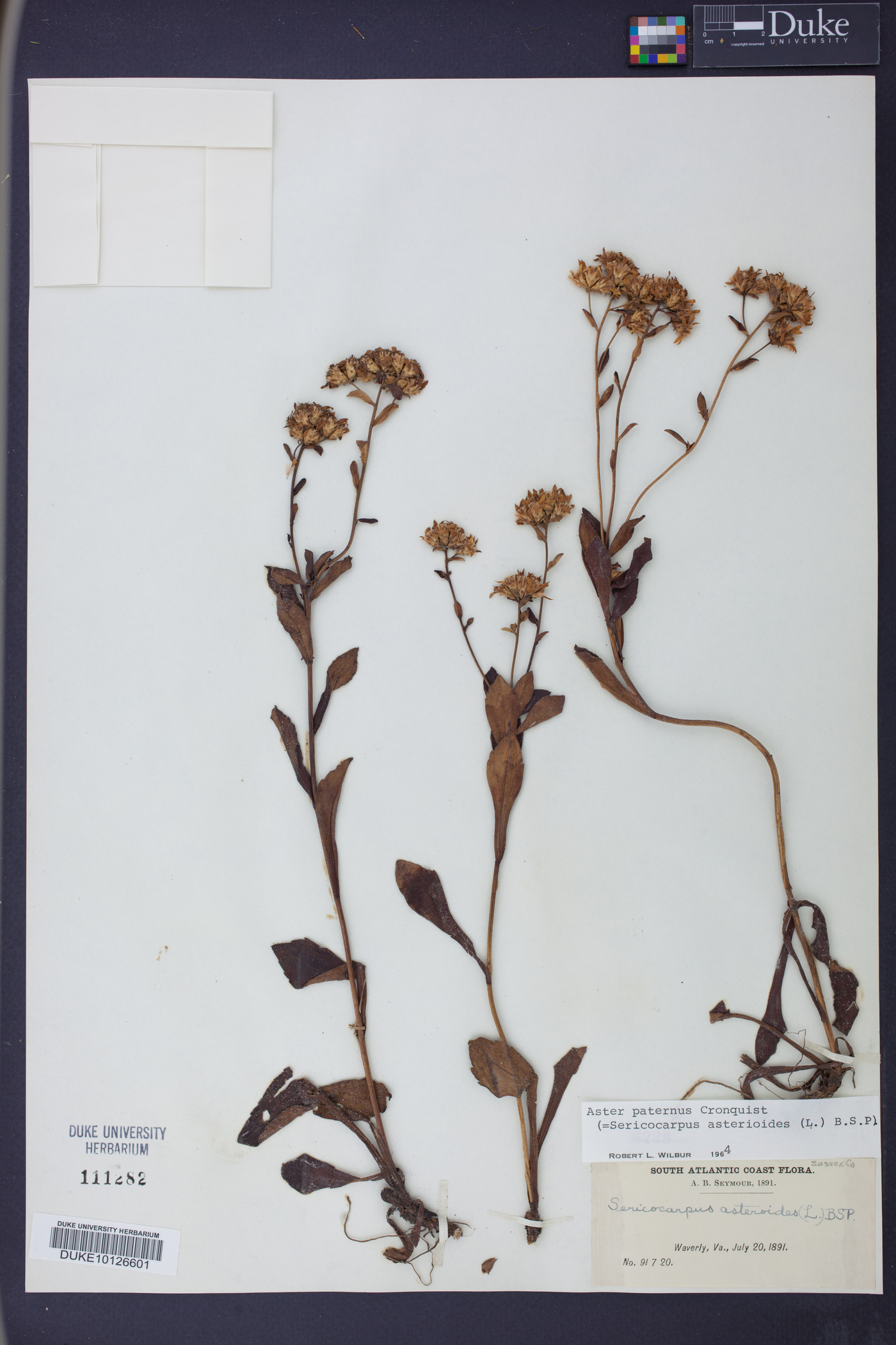 Sericocarpus asteroides image