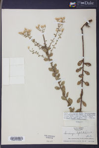Sericocarpus tortifolius image