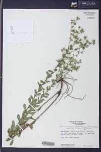 Sericocarpus tortifolius image